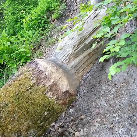 Na Kaszubach, Borowy Mlyn, Jezioro Gwiazda, Sauna, 4 * Borowy Mlyn