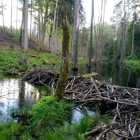 Na Kaszubach, Borowy Mlyn, Jezioro Gwiazda, Sauna, 4 Casa vacanze *