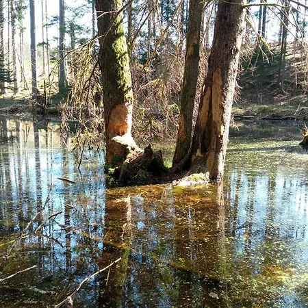 Na Kaszubach, Borowy Mlyn, Jezioro Gwiazda, Sauna, 4 *