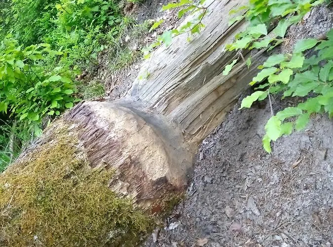 Na Kaszubach, Borowy Mlyn, Jezioro Gwiazda, Sauna, 4 * Borowy Młyn