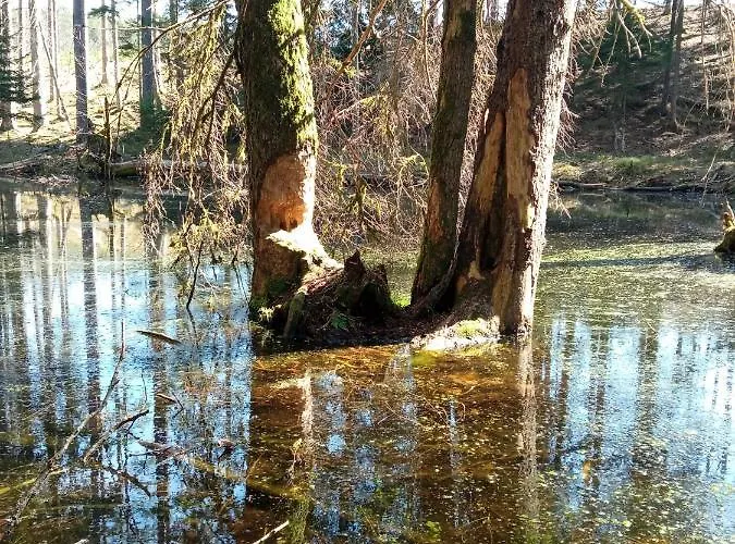 Na Kaszubach, Borowy Mlyn, Jezioro Gwiazda, Sauna, 4 *